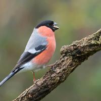 Bullfinch male 4 